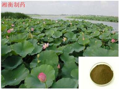 Lotus Leaf Ultrafine Powder