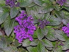 Heliotrope