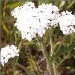 Arrowroot Powder