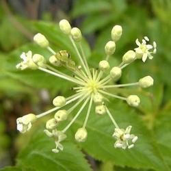Sarsaparilla