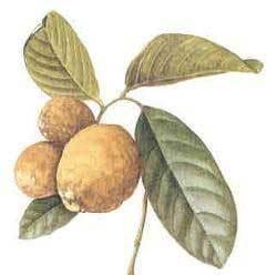 Chaulmoogra Oil
