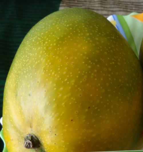 Himayat Mangoes at Best Price in Hyderabad, Telangana Ar4 Organic