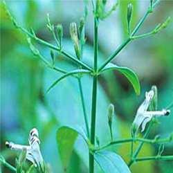 Andrographis Paniculata (Kalmegh) Extract