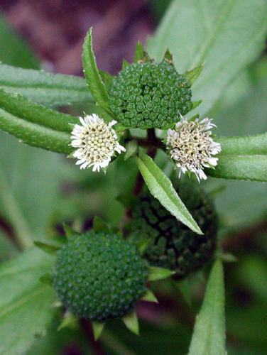 Pure Eclipta Prostrata Powder