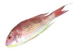 Japanese Threadfin Bream