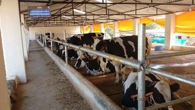 Dairy Farm Consultancy Services