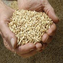 High Grade Animal Feed Barley