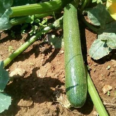 Farm Fresh Green Zucchini