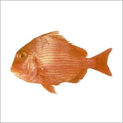 Long Spine Sea Bream