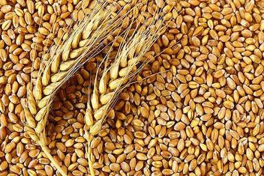 Good Quality Cereal Grain, Wheat