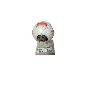 Fiberglass Human Eye Model Application: Clinic