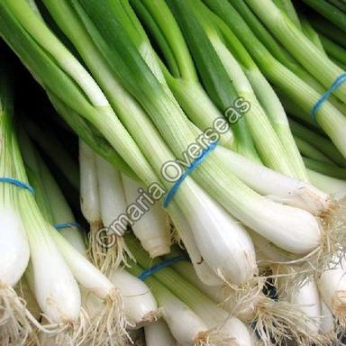 Round Organic And Natural Green Onion