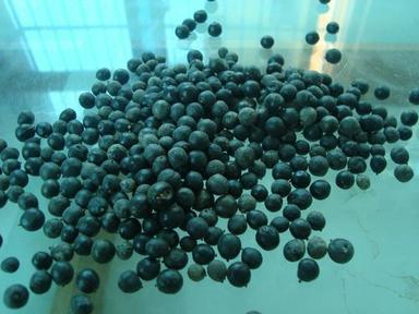 Chinese Agarwood Eaglewood Gaharu Seed For Plant