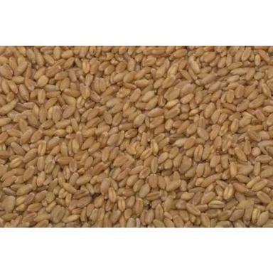 Brown Organic Sharbati Tukdi Wheat