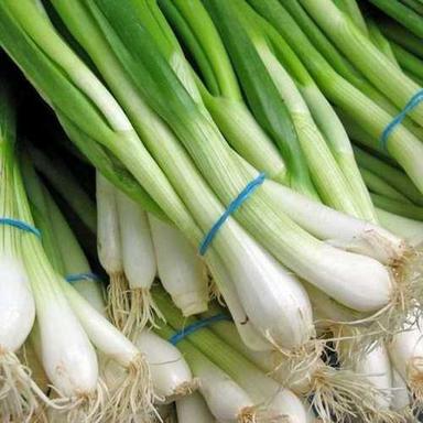 Human Consumption Fresh Green Onions Shelf Life: 15 Days
