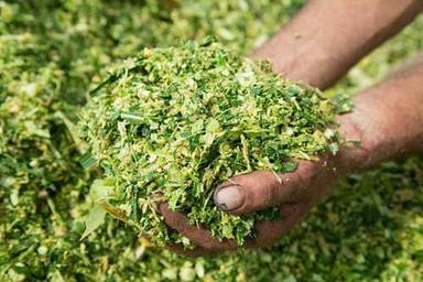 Green Corn Silage For Cattle Feed