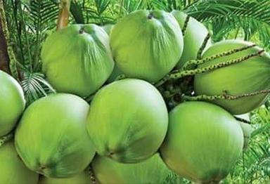 Natural Fresh Farm Tender Coconut Fo Water With Rich In Manganese, Dietary Fiber Packaging: Glass Bottle