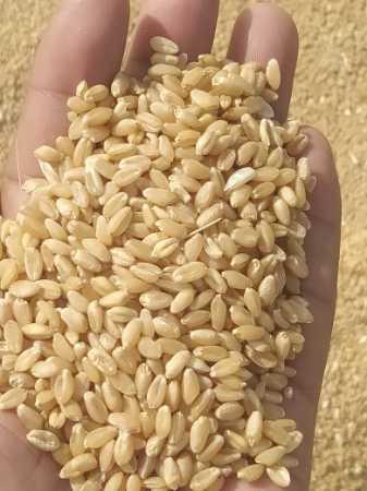Impurity and Chemical Free B Grade Wheat