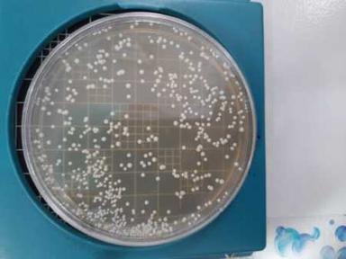 Light Yello Ready To Use Media Plates