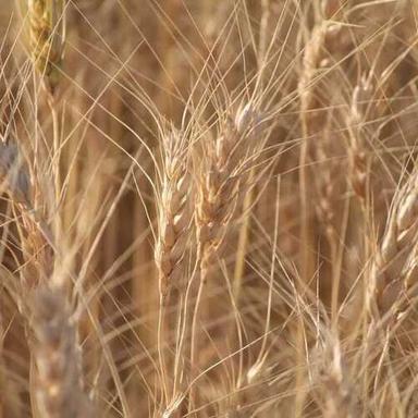 Commonly Cultivated Sharbati Wheat