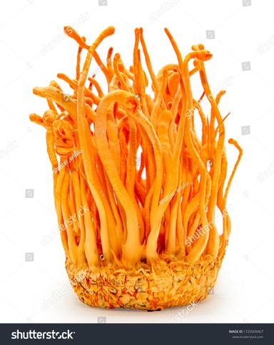 Cordyceps militaris powder