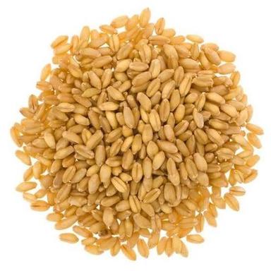wheat