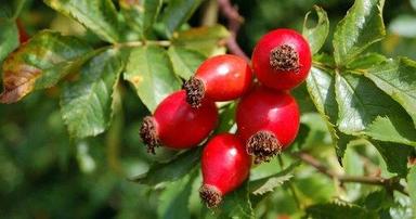 100% Natural Organic A Grade Farm Fresh Rosehip Berry