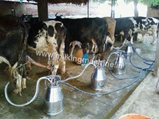 Good Quality Milking Parlour