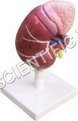 Red And White Human Kidney Model