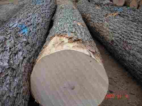 Maple Wood Logs