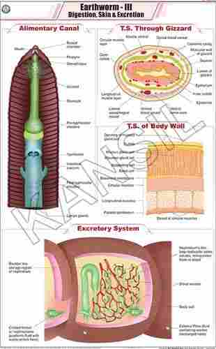 Earthworm III: Digestion , Skin & Excretion Chart