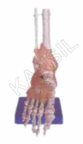 Life-Size Foot Joint with Ligaments Model