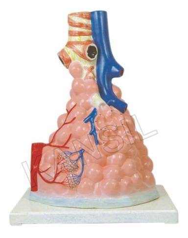 Pulmonary Alveoli Model Magnified Model