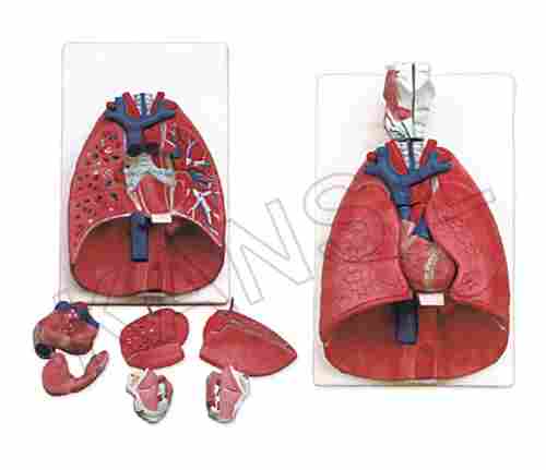 Larynx Heart and Lungs Model