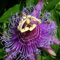 Passion Flower Extract Purity(%): 99%