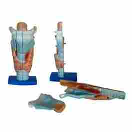 Magnified Human Larynx Model