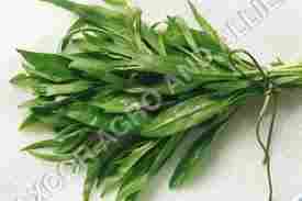 TARRAGON