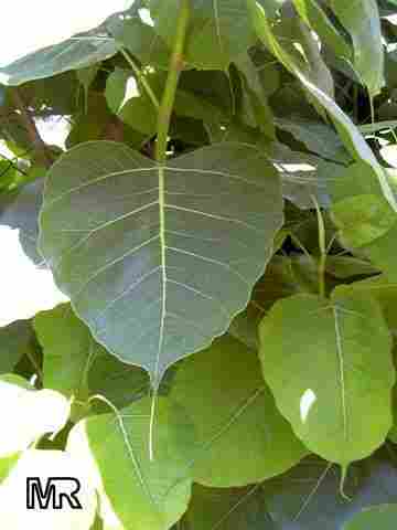 Ficus Religiosa Bark