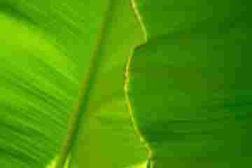 Banana Leaf Extract