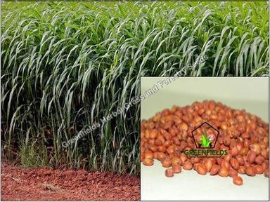 Red Sorghum Sudan Grass / Forage / Fodder Seeds Purity: 100%