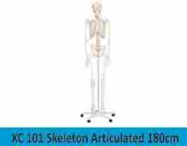 Skeleton Articulated