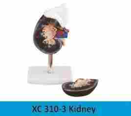 Kidney