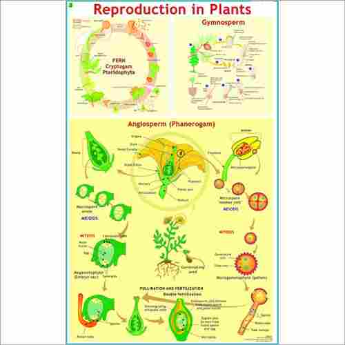 Reproduction In Plants Chart