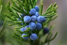 Juniper Berry Oil Essential Oils Age Group: Adults