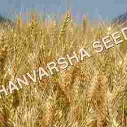Indian Wheat Seed