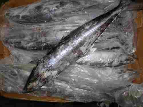Frozen Seer Fish Exporter