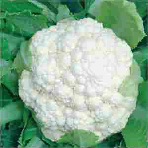 Cauliflower (Speed-50) Seeds