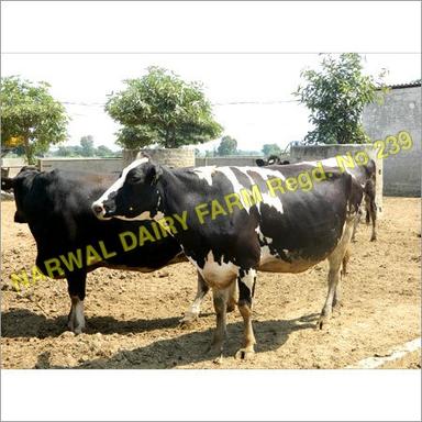 White And Black Desi Hf Cow