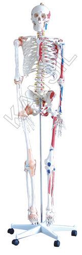  मांसपेशियों और स्नायुबंधन के साथ मानव कंकाल मॉडल