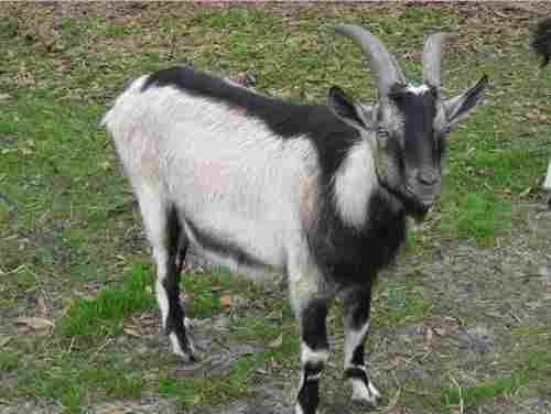 Alpine Goat